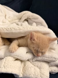 Duncan - Photo 4