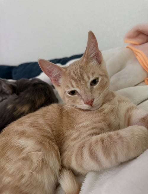 DUNCAN - Domestic Short Hair for adoption in San Antonio