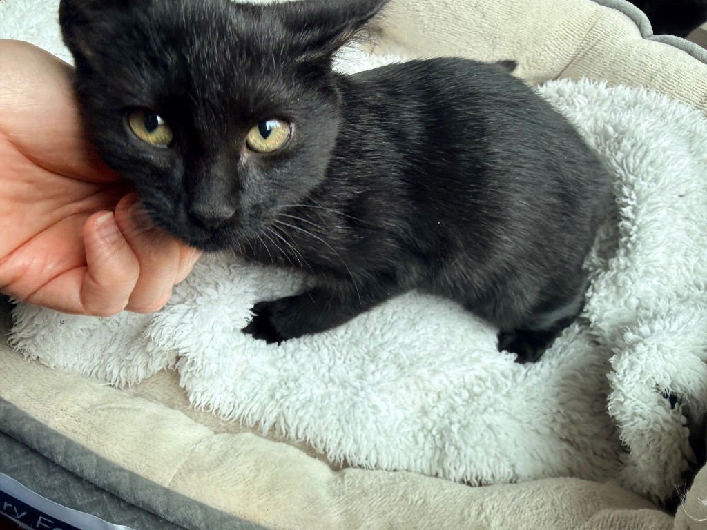 NEO - Domestic Short Hair available for adoption