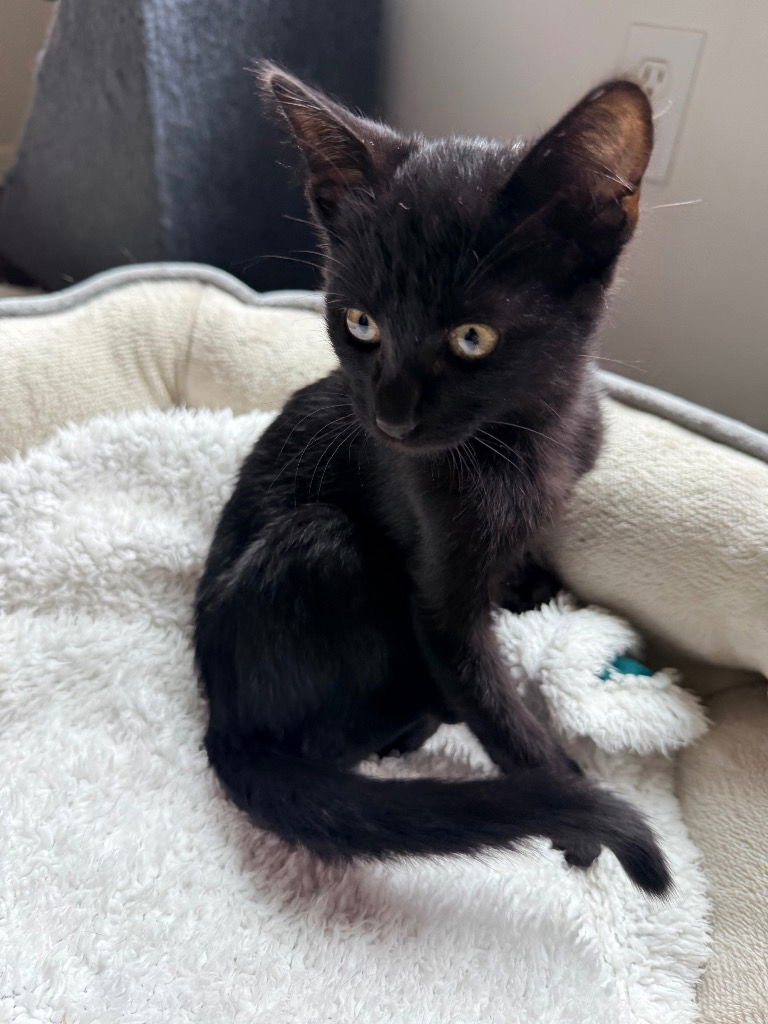 NEO - Domestic Short Hair available for adoption