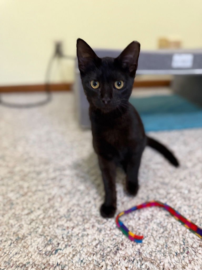 COSMO CAT - Siamese available for adoption