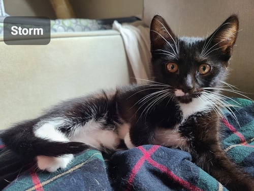 STORM - Domestic Short Hair available for adoption