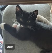 Storm - Photo 3