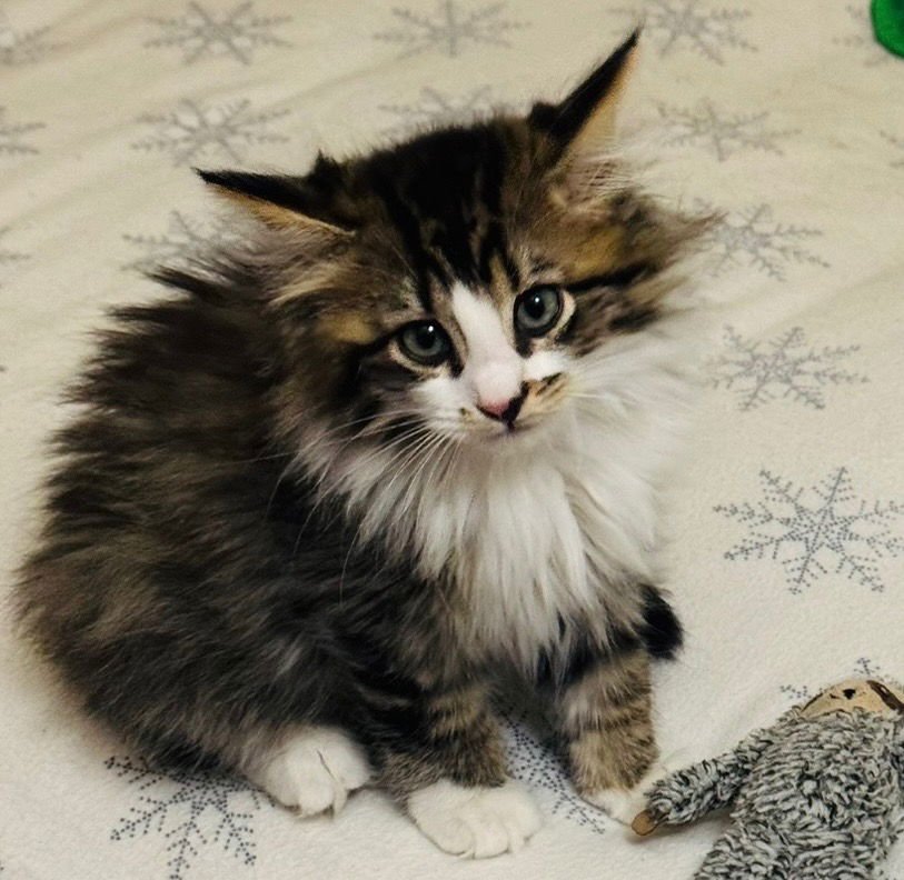 MUFFIN - Tabby available for adoption