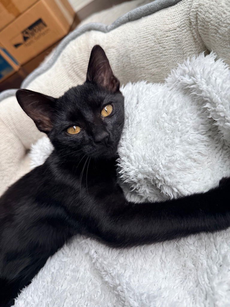 JET - Domestic Short Hair available for adoption