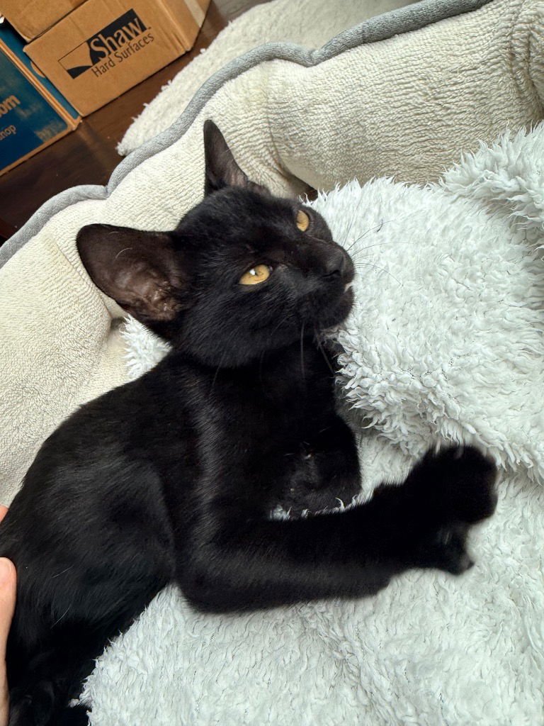 JET - Domestic Short Hair available for adoption