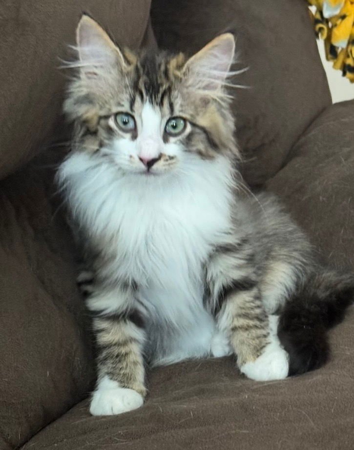 MUFFIN - Tabby available for adoption