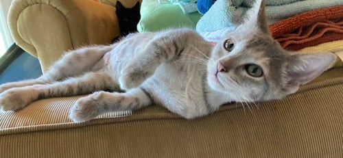 PANSY PARKINSON - Domestic Short Hair available for adoption