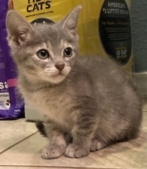PANSY PARKINSON - Domestic Short Hair available for adoption
