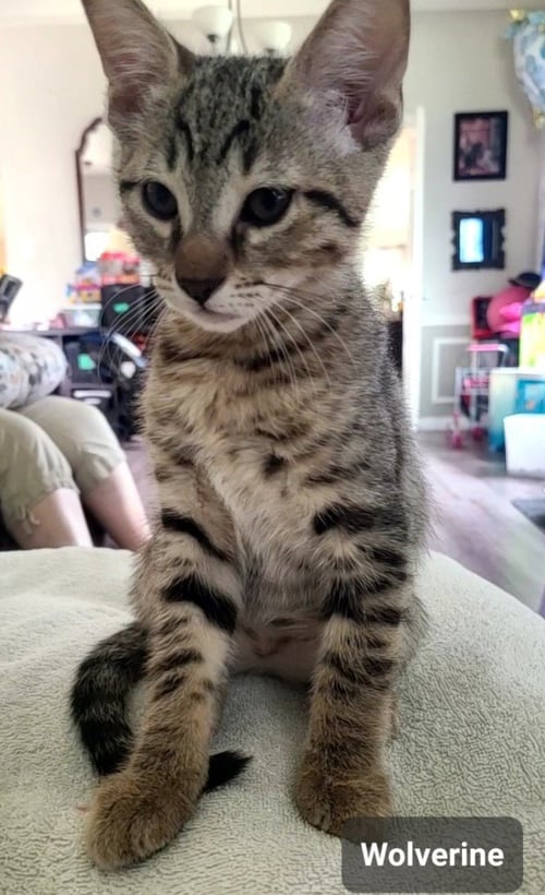 WOLVERINE - Domestic Short Hair available for adoption