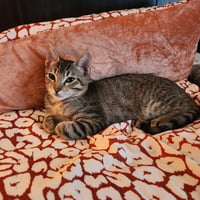 Timmy - Photo 1