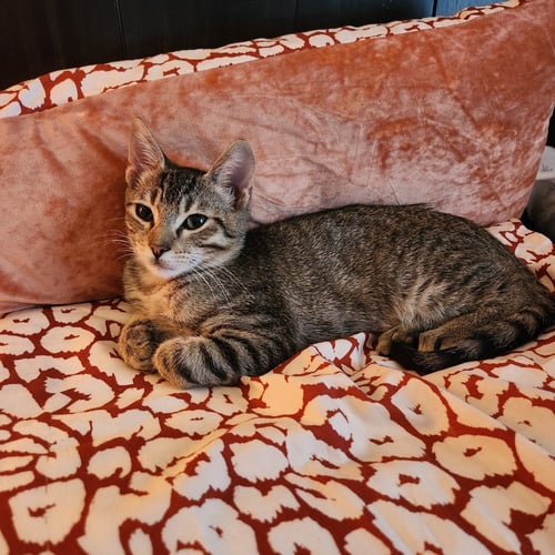 TIMMY - Tabby / Domestic Short Hair for adoption in San Antonio