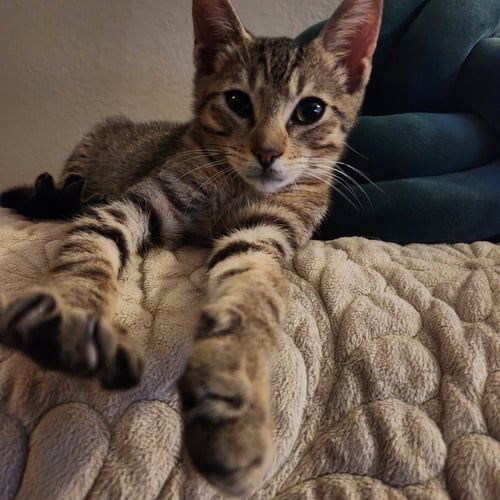 TIMMY - Tabby / Domestic Short Hair available for adoption
