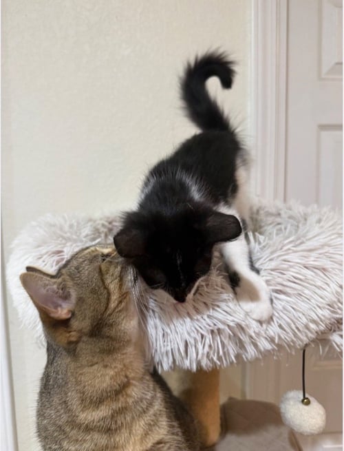 KENNEDY - Domestic Short Hair available for adoption