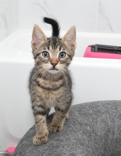 WALNUT - Tabby available for adoption
