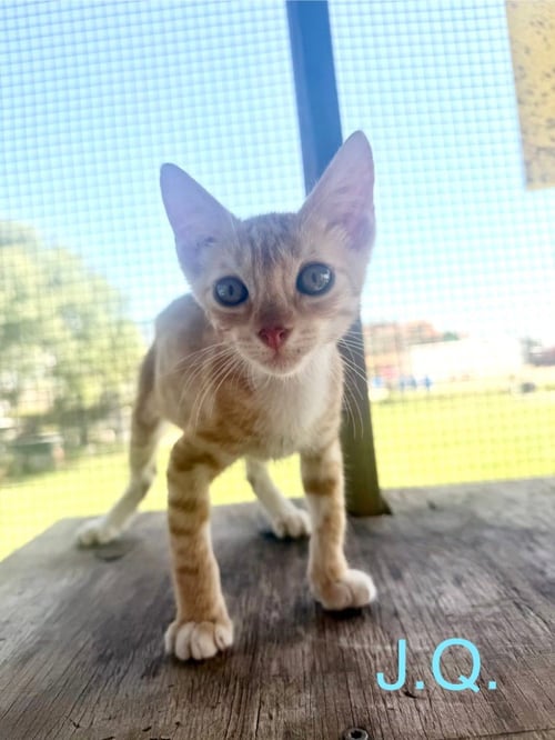 JQ - Tabby available for adoption