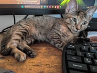 Princess Athena - Photo 4