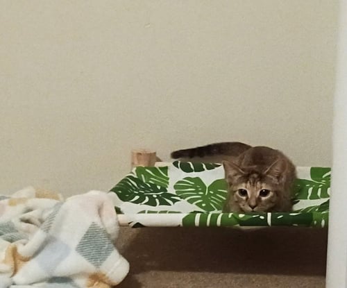 PRINCESS ATHENA - Tabby available for adoption
