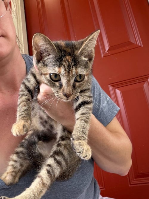 PRINCESS ATHENA - Tabby available for adoption
