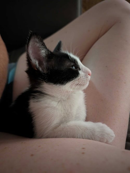 GRANDPA - Domestic Short Hair available for adoption