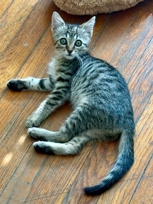 COOKIE - Tabby available for adoption