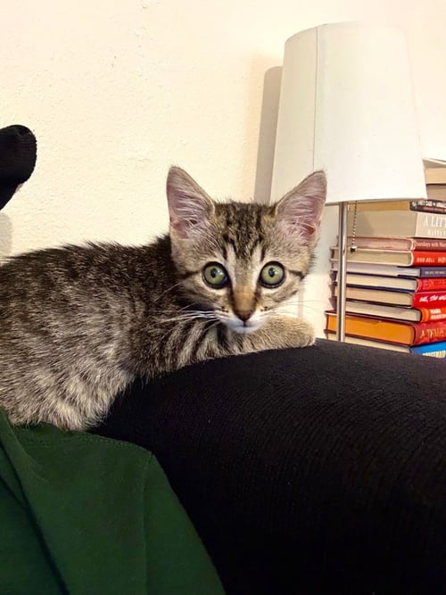 COOKIE - Tabby available for adoption