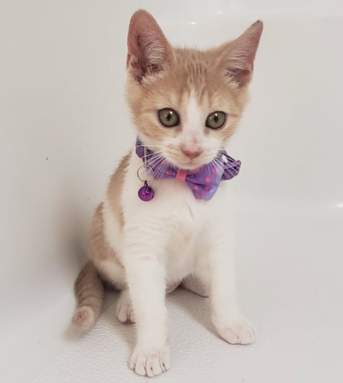 MEADOW - Domestic Short Hair / Tabby available for adoption