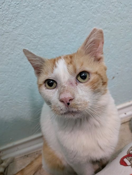 BIG MACK - Domestic Short Hair available for adoption