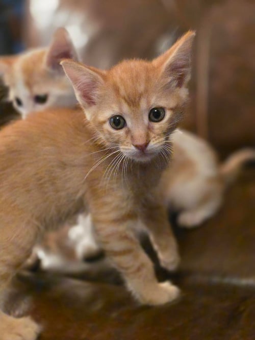 FRITO - Tabby available for adoption