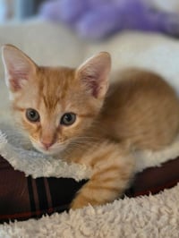 Frito - Photo 3