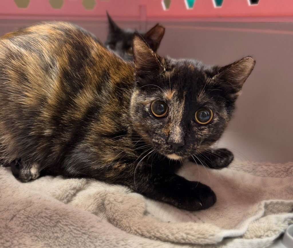 FRANCESCA - Domestic Short Hair available for adoption