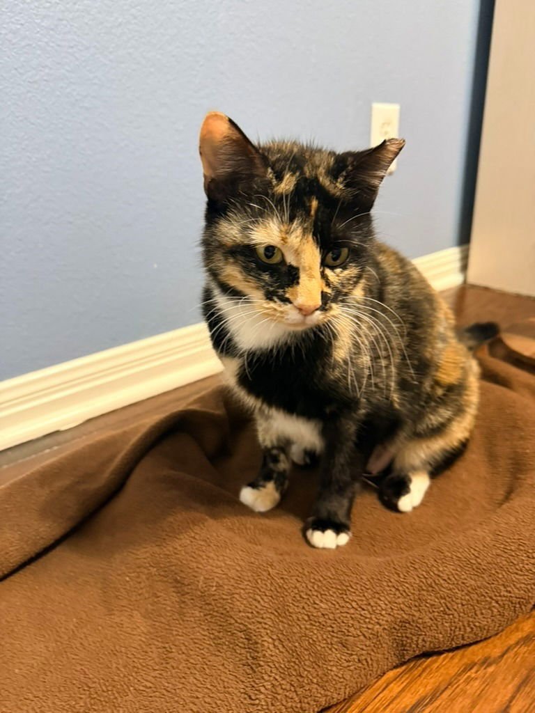 PRINCESS PEACHES - Calico available for adoption
