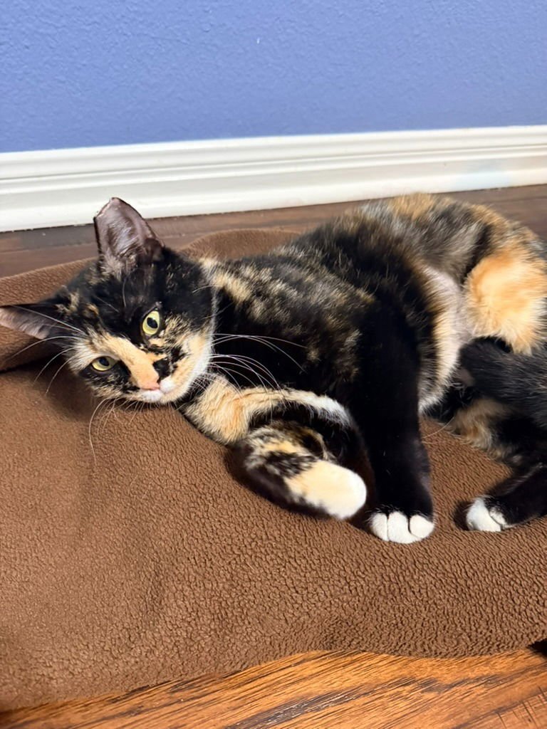 PRINCESS PEACHES - Calico available for adoption
