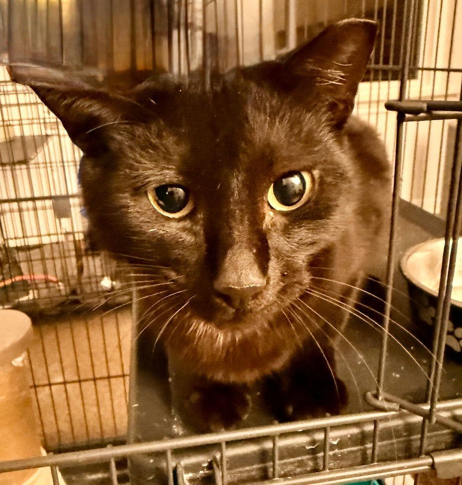 PEPPERCORN - Tabby available for adoption