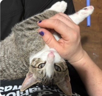 JINU - Tabby available for adoption