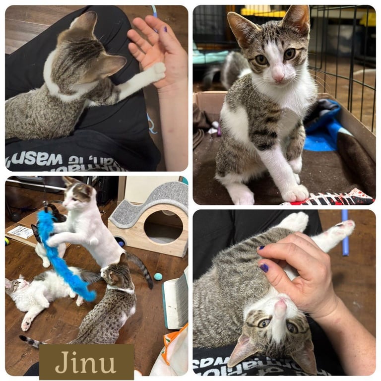 Jinu Image