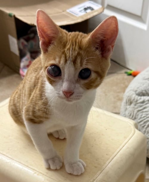 CONNOR - Tabby for adoption in San Antonio