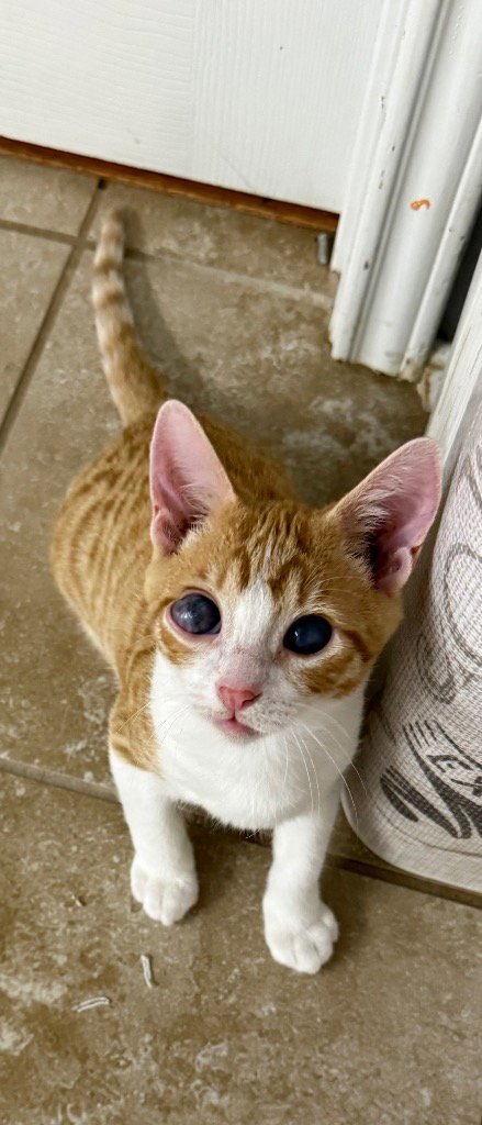CONNOR - Tabby available for adoption