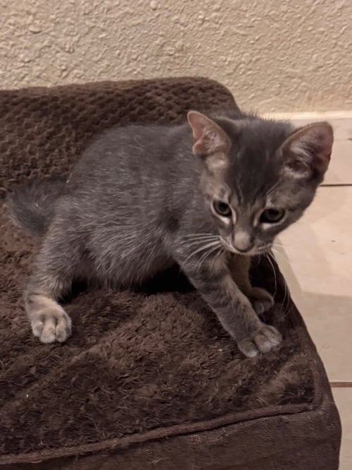 SABLE - Tabby available for adoption
