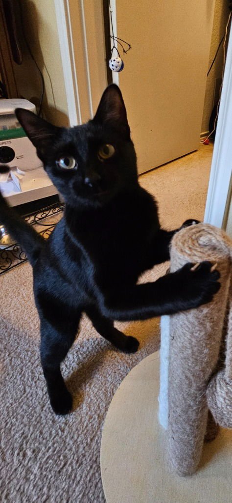 CINDERELLA - Domestic Short Hair available for adoption