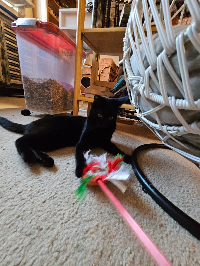 CINDERELLA - Domestic Short Hair available for adoption