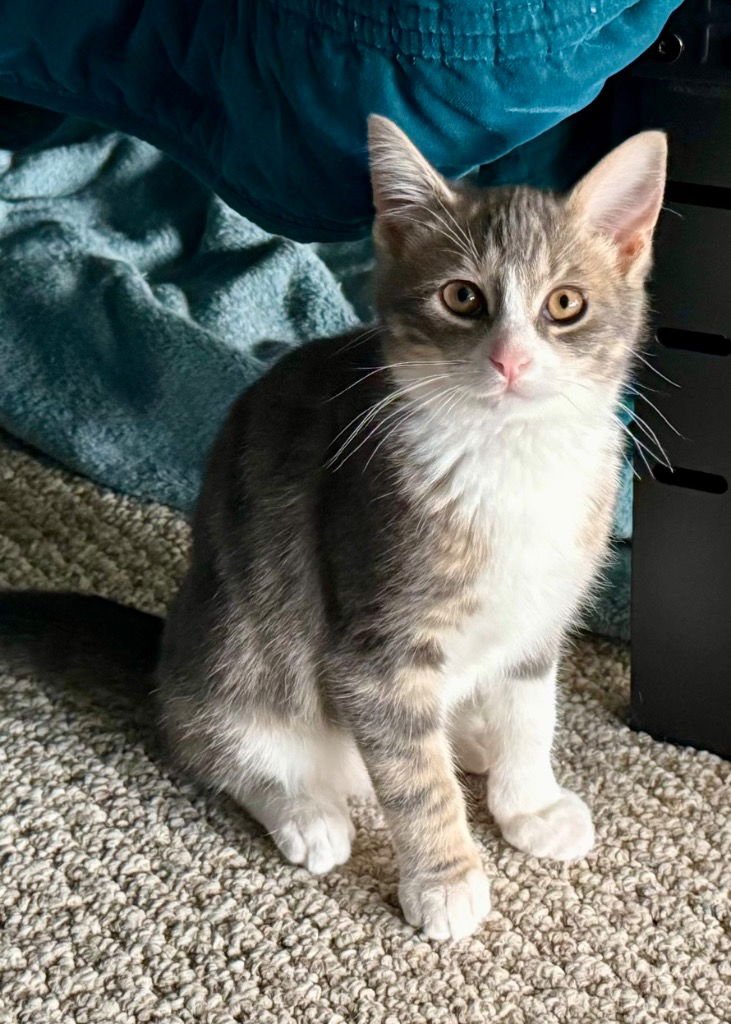 WHISKEY JR - Tabby available for adoption