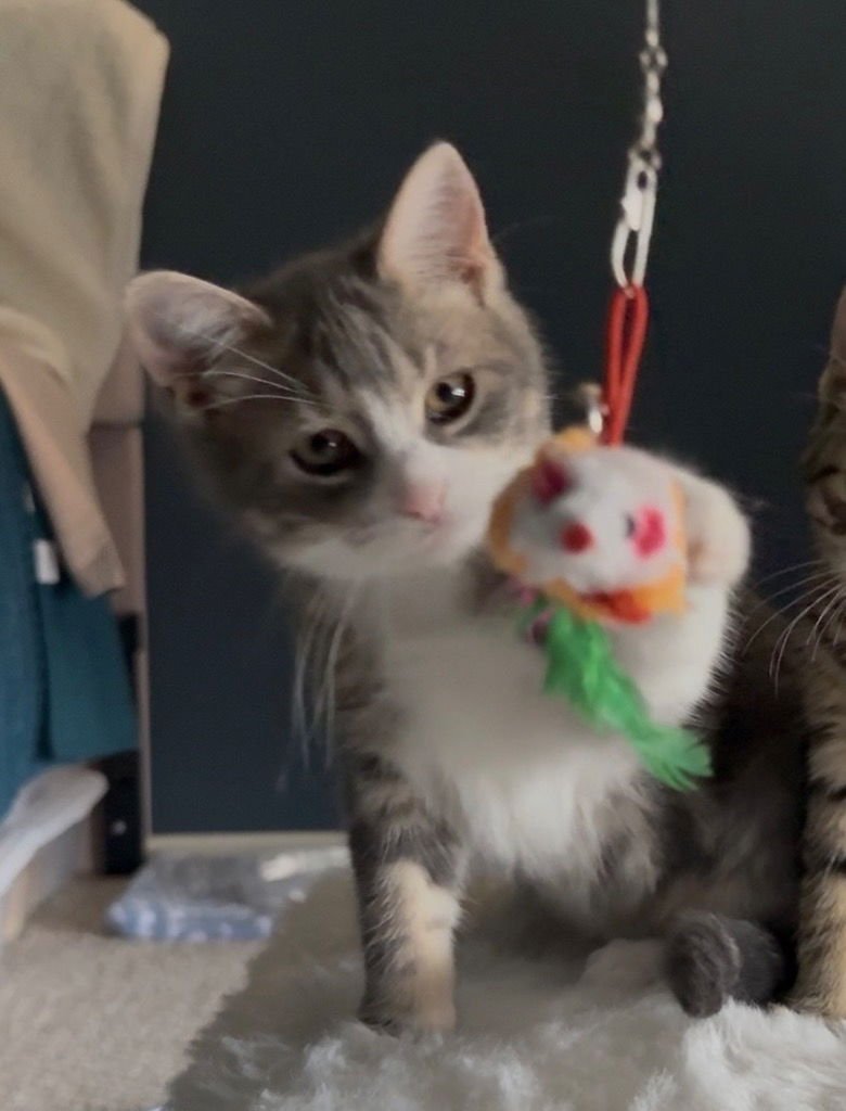 WHISKEY JR - Tabby available for adoption