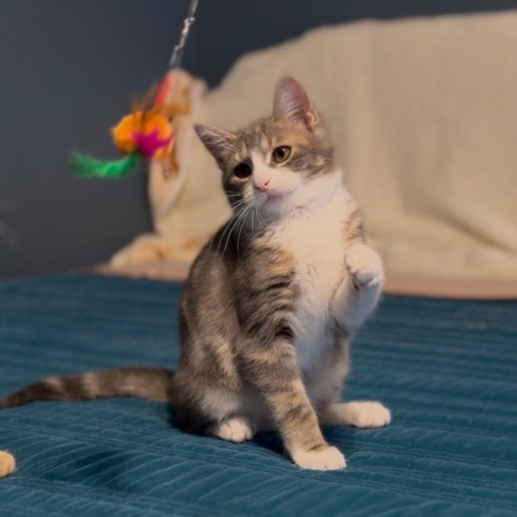 Whiskey Jr - Photo 3