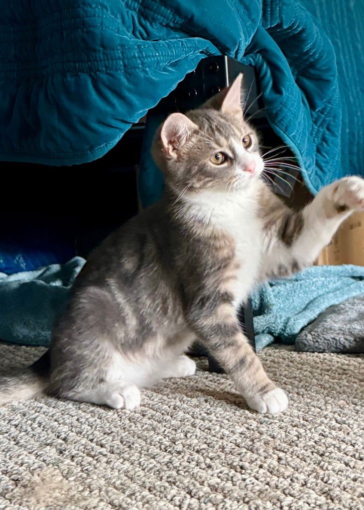 Whiskey Jr - Photo 4