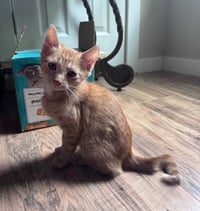 Tigger - Photo 1