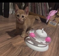 Tigger - Photo 3