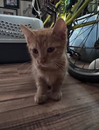 Tigger - Photo 4