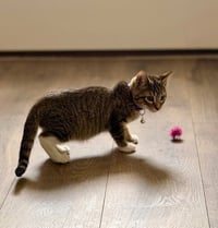 Peeko - Photo 3