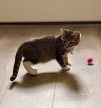 Peeko - Photo 2